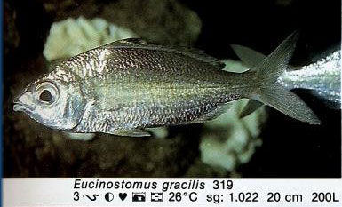 Eucinostomus gracilis